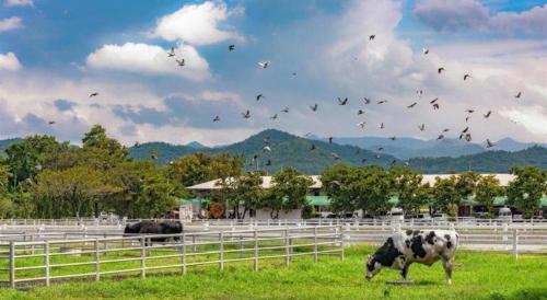 a cow grazing in a field with a flock of birds at Me Design khao yai in Ban Pang Kae