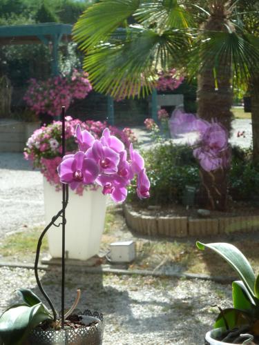 a pot of purple flowers in a garden at Les Bruyères du Mont in Céaux