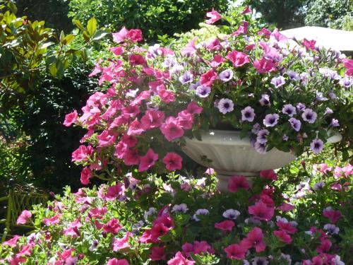 a flower pot filled with pink and purple flowers at Les Bruyères du Mont in Céaux