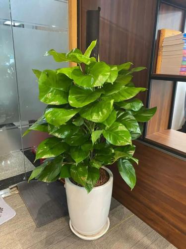 eine grüne Pflanze in einem weißen Topf in einem Raum in der Unterkunft Inn Saigon Hotel in Ho-Chi-Minh-Stadt