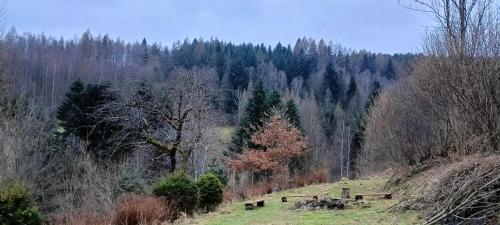 a group of cows grazing on a hill in a forest at Dom w górach Zacisze lasu in Sucha Beskidzka