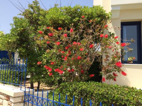 a tree with red flowers in front of a blue fence at Sea Breeze Apartments Chios in Monolia