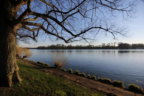 ein Baum neben einem großen Wasserkörper in der Unterkunft home31 in Hemmingen