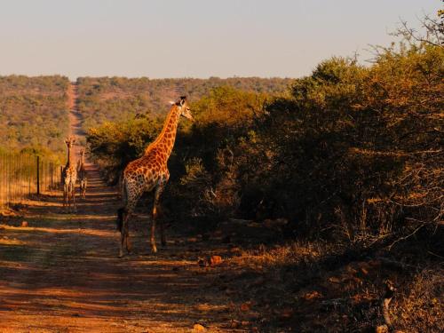 una jirafa parada en medio de un camino de tierra en The Beehive Cabin, en Rhenosterfontein