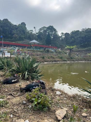 twee vogels zitten naast een wateroppervlak bij Green Hill Home in Mirik