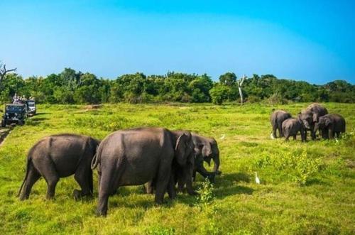 Una manada de elefantes caminando en un campo en Hotel Galaxy, en Minneriya
