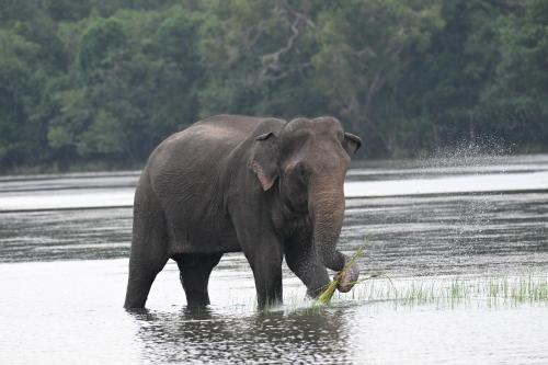 Zvířata v penzionu nebo okolí