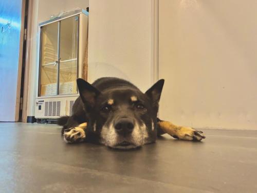 um cão preto e castanho deitado no chão em J-Hoppers Beppu Guesthouse ジェイホッパーズ別府ゲストハウス em Beppu