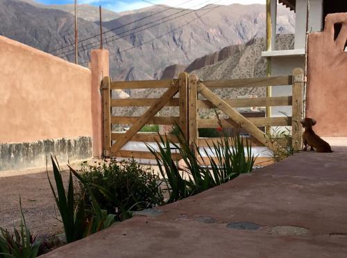 a cat sitting next to a wooden fence at Casa Buika in Tilcara