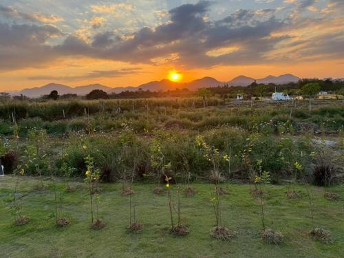 un champ de fleurs avec le coucher du soleil en arrière-plan dans l'établissement LeLaNa Farmstay Camping, à Pak Chong