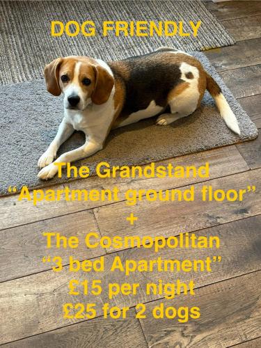 a dog is laying on a rug on the floor at Swish Luxury Holiday Apartments in Blackpool