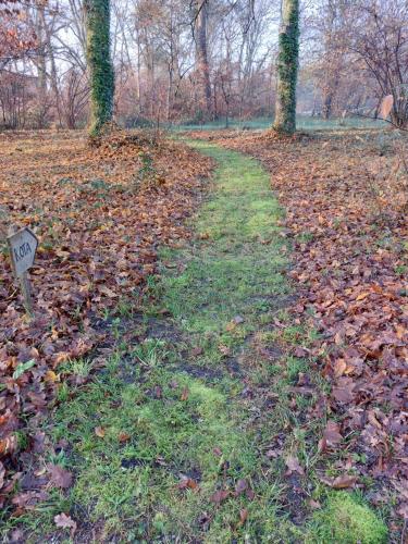 un chemin recouvert de feuilles dans un champ d'arbres dans l'établissement Gîte des Graves de Lilou, à Martillac