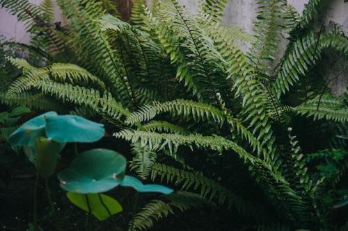 Zahrada ubytování Harmonic Hideout