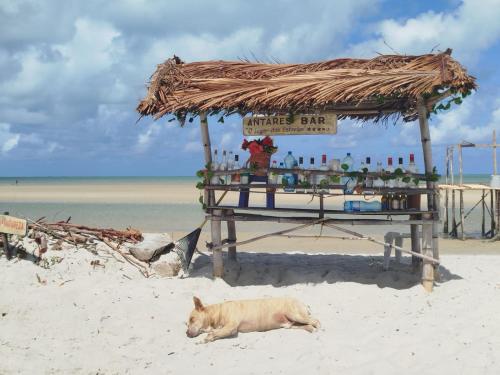 Un perro tumbado en la playa junto a una choza. en La foca da Croa, en Goiana