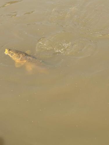 Gallery image of Sítio do Beto Extrema MG in Extrema