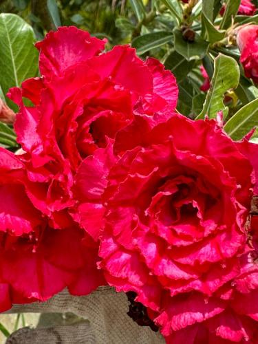 Een tuin van The Grand Coco Homestay