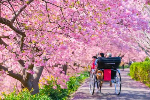 uma pessoa andando em uma carruagem puxada por cavalos em frente a flores cor-de-rosa em Izu Imaihama Tokyu Hotel em Kawazu