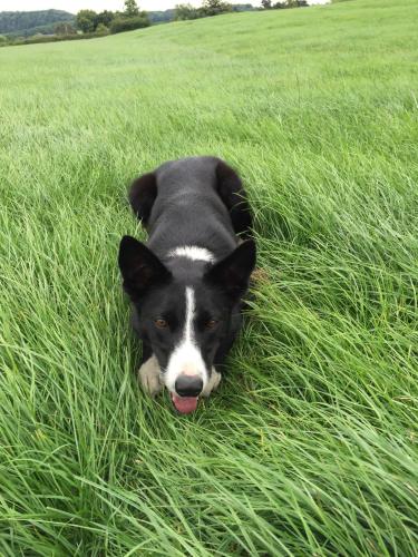 a black and white dog laying in the grass at The Old Nurseries B & B in Stathern
