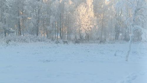 un gruppo di cervi in un campo innevato di Farmarintupa a Portimo
