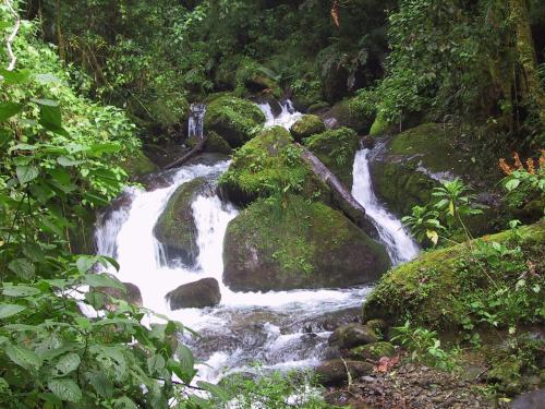 a stream of water in the middle of a forest at Quetzal Valley Cabins in San Gerardo de Dota