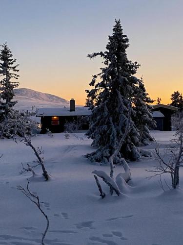 a snow covered yard with trees and a building at Original Trybo Cabin At Trysil Mountain in Trysil