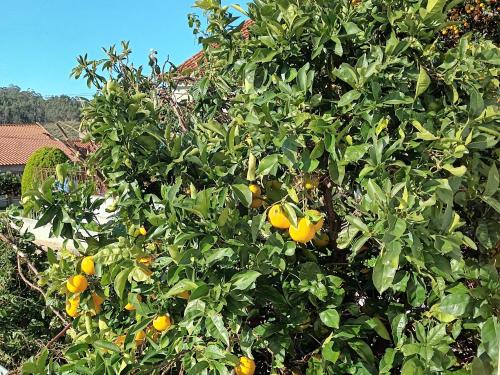 Zahrada ubytování Casa da Risca Amarela