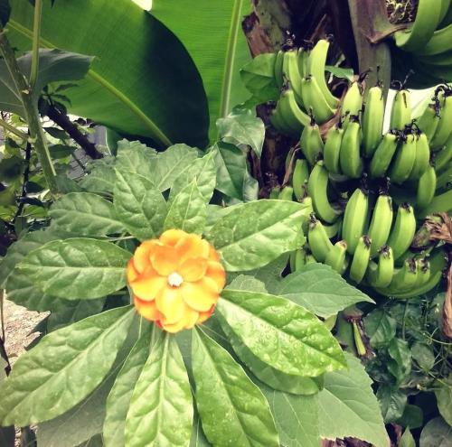 Фотография из галереи Hotel Exotic Lodge в Пуэрто-Вьехо