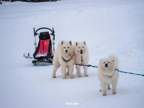 three white dogs tied to a sled in the snow at Shgedi Mestia in Mestia