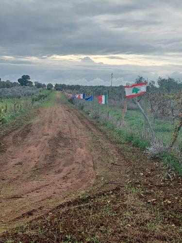 トッレ・ラピッロにあるZeituna Lodge a Porto Cesareoのギャラリーの写真