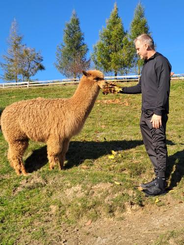 a man standing next to a sheep in a field at Chatka Zapiecek drewniana rustykalna chata Babci Ludwiki in Krościenko