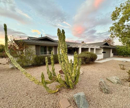 a cactus in a yard in front of a house at Pool paradise near ASU campus & Scottsdale in Tempe
