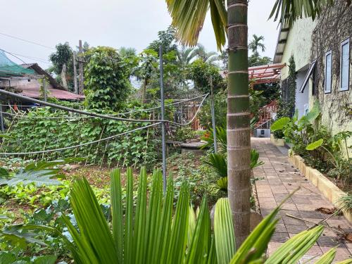 a garden with a palm tree next to a building at Cozy Haven Nest - Không gian mở, đầy ánh sáng in Yên Bái