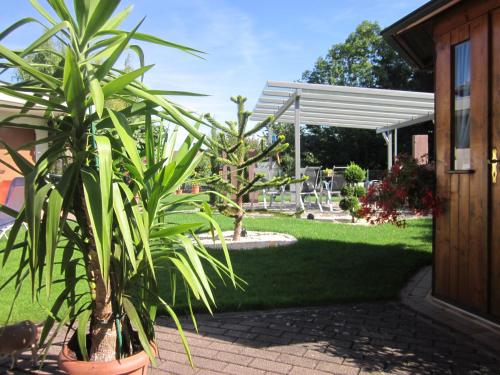 a garden with two potted trees in a yard at Gästehaus Alwin Diebold - 5 Gehminuten zum Europapark in Rust