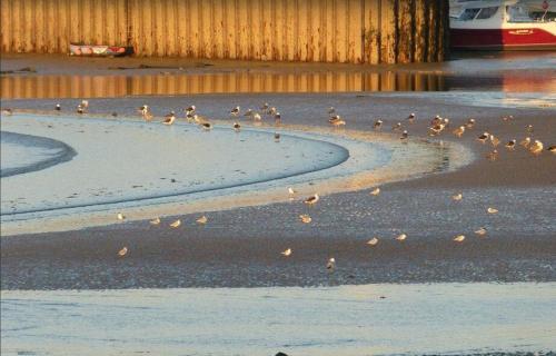 a flock of birds standing on the beach at ibis Bayeux Port En Bessin in Port-en-Bessin-Huppain