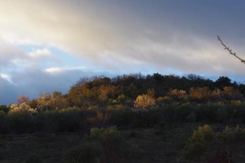 a hill with trees and bushes in the distance at Pontet-Fronzèle agrotourisme ecologique, maison d'hôtes & Spa in Lagorce