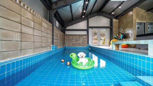 カピョンにあるGapyeong meong Valley pensionの真ん中のいかだに犬が乗っているプール