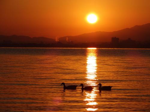 three ducks swimming in the water at sunset at Calendar Hotel in Otsu