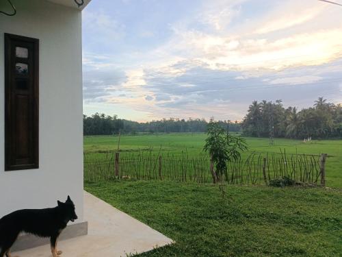 een zwarte kat staat op een veranda en kijkt uit over een veld. bij Paddy Edge Ahangama in Ahangama