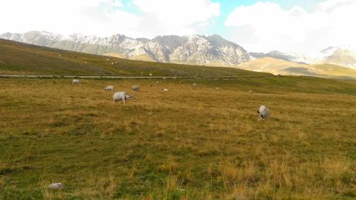 a herd of sheep grazing in a grassy field at Le Pietre Ricce B&B in Roccamontepiano