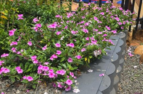 een bos roze bloemen in een tuin bij Pink Rock Villa in Durban