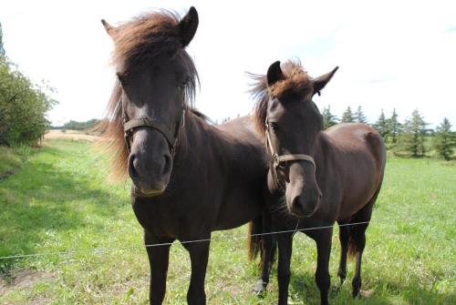 due cavalli in piedi accanto a una recinzione in un campo di Idyllic Countryside Farm with Horseback Riding a Borup