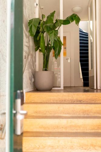 a potted plant sitting on the stairs of a house at Hotel La Bohème in Amsterdam