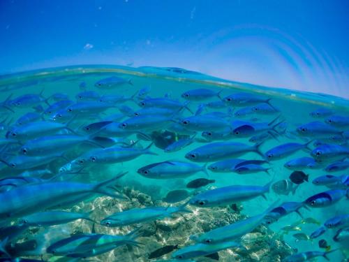 Dieren bij de villa of in de buurt