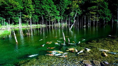 Un grupo de koi en un estanque en un bosque. en インジホテル下関, en Shimonoseki