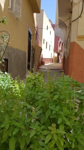 a green bush in front of a building at Kasabah Senhaji in Moulay Idriss Zerhoun