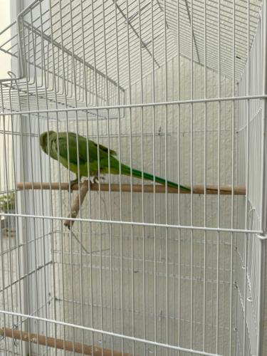 Dyr på pensionatet eller i nærheden