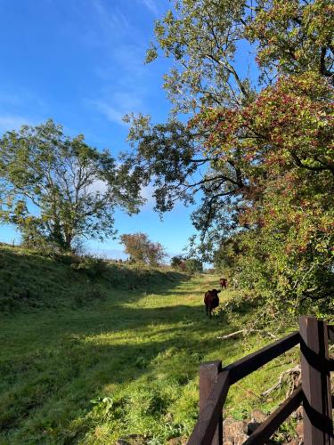 Una vaca parada en un campo junto a una valla en West Coast Whistlestop, en Ochiltree