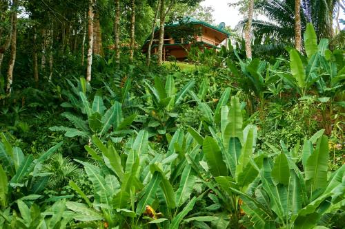 Um jardim em Manoas