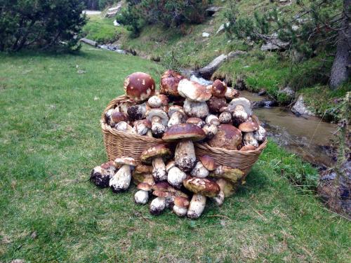 a basket full of mushrooms sitting on the grass at Vora Riu in Esterri d'Àneu