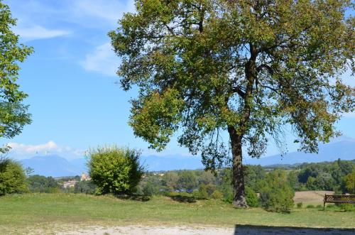 a tree in a field next to a bench at Agriturismo Dondino in Cavriana
